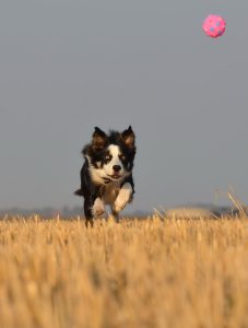 Border Collie (mittelgroßer Hund) jagt auf einem Stoppel-Acker einem kleinen rosa Ball hinterher